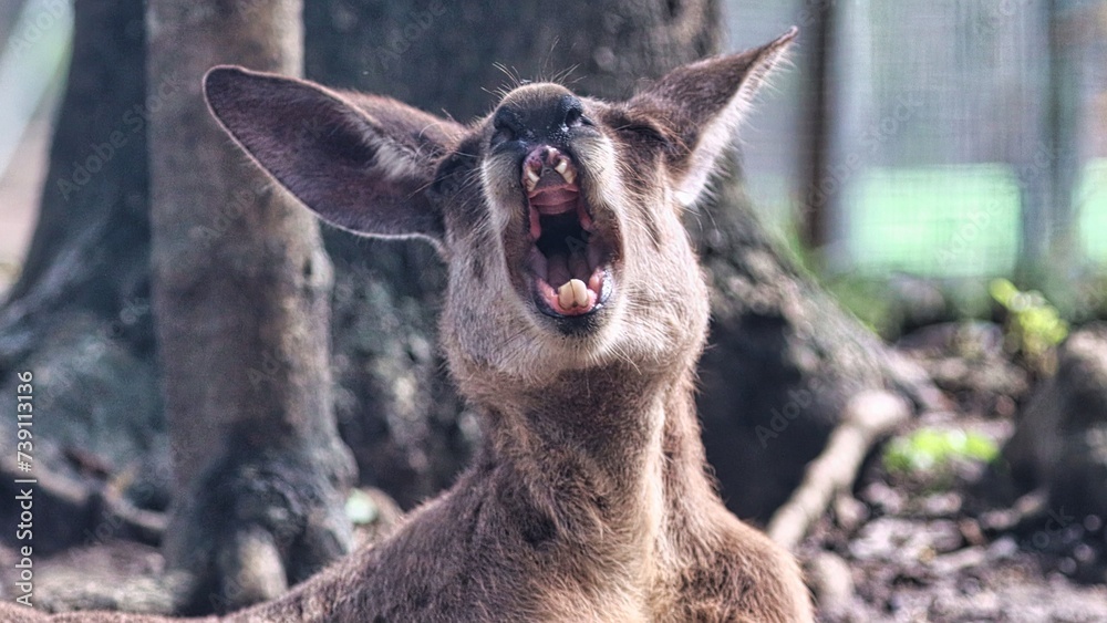 Fototapeta premium Port Douglas, Queensland, Australia