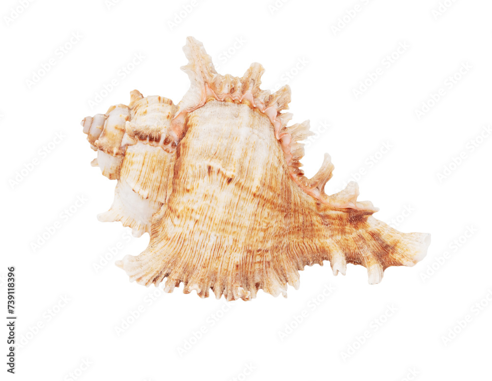 Sea shell isolated on white background. Close-up Sea shell isolated on white background. Close-up