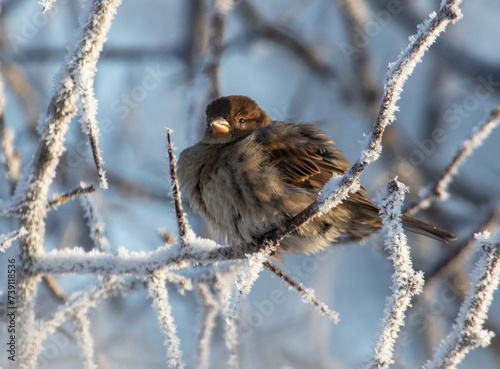 Sparrows on snowy tree branches in winter