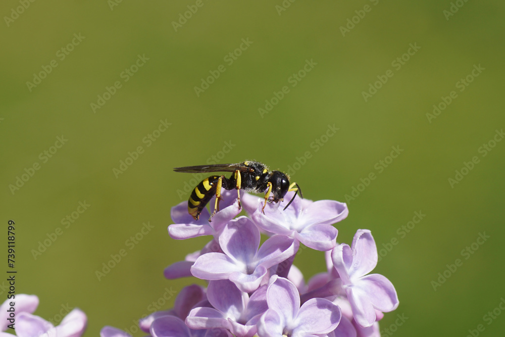 Spring Wasp Wasp Ectemnius, family Sand wasps, digger wasps (Crabronidae ). On ...