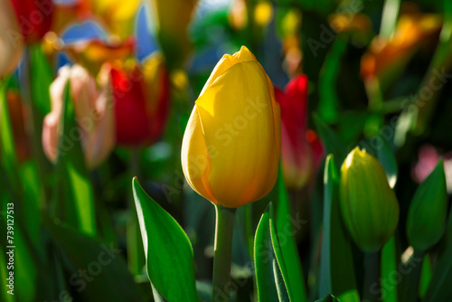 Boccioli di tulipani colorati photo