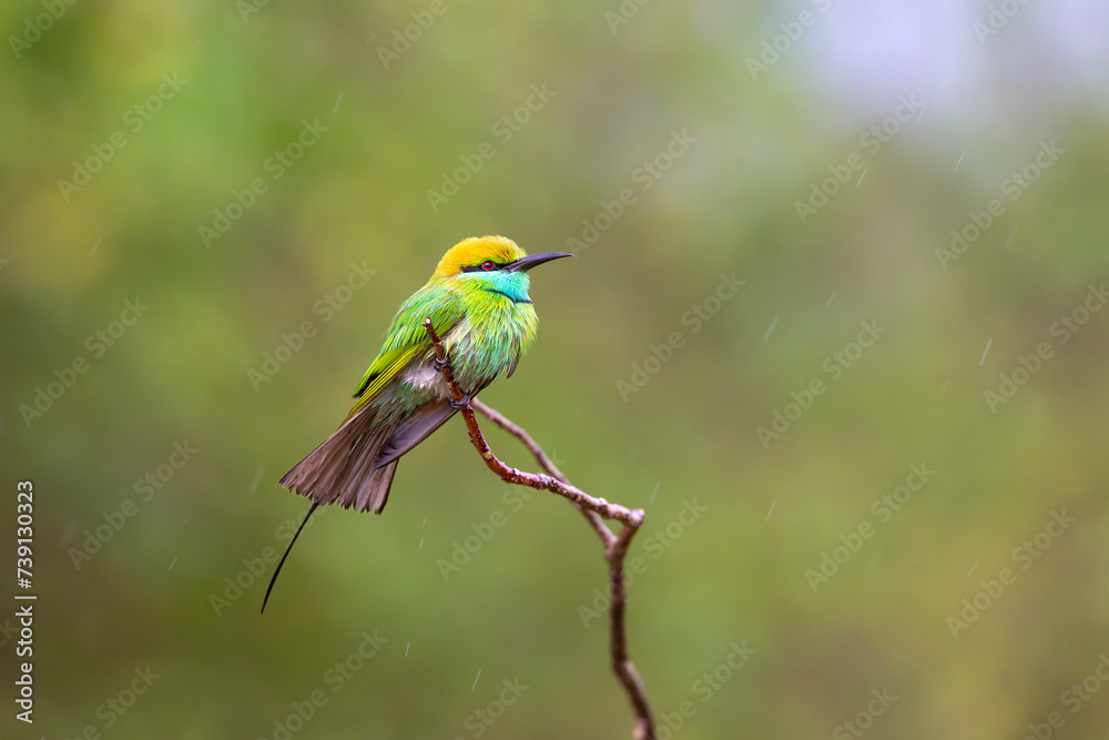 bee eater perched on a branch bee eater perched on a branch