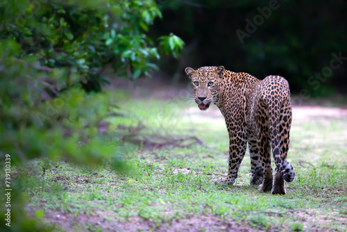 leopard in looking back photo