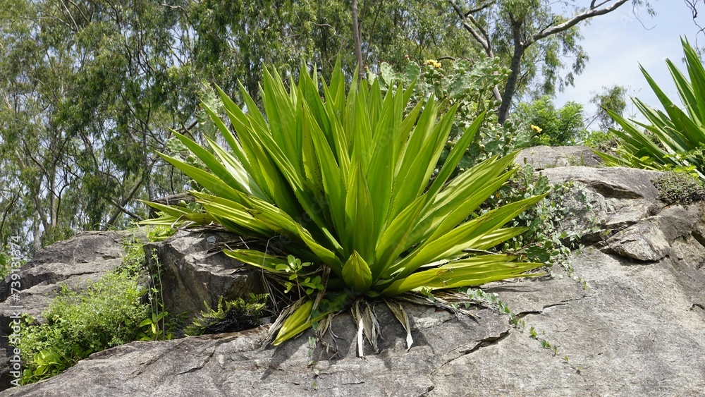 Φωτογραφία Wild plant of Furcraea foetida is stemless plant also known as Giant Cabuya, gre