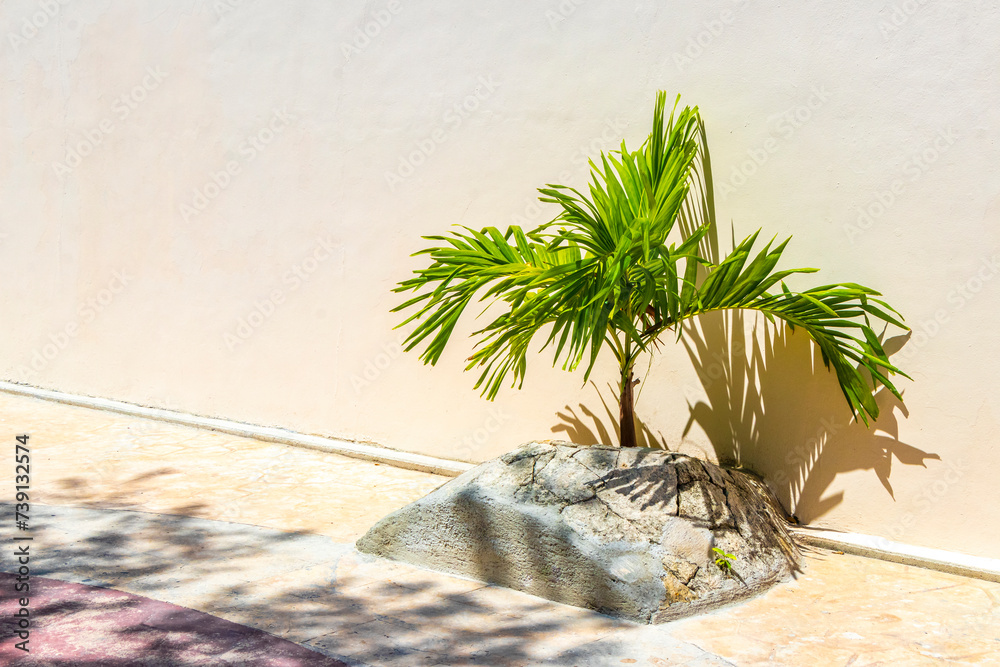 Beautiful tropical palm tree palms trees species in Mexico. Beautiful tropical palm tree palms trees species in Mexico.