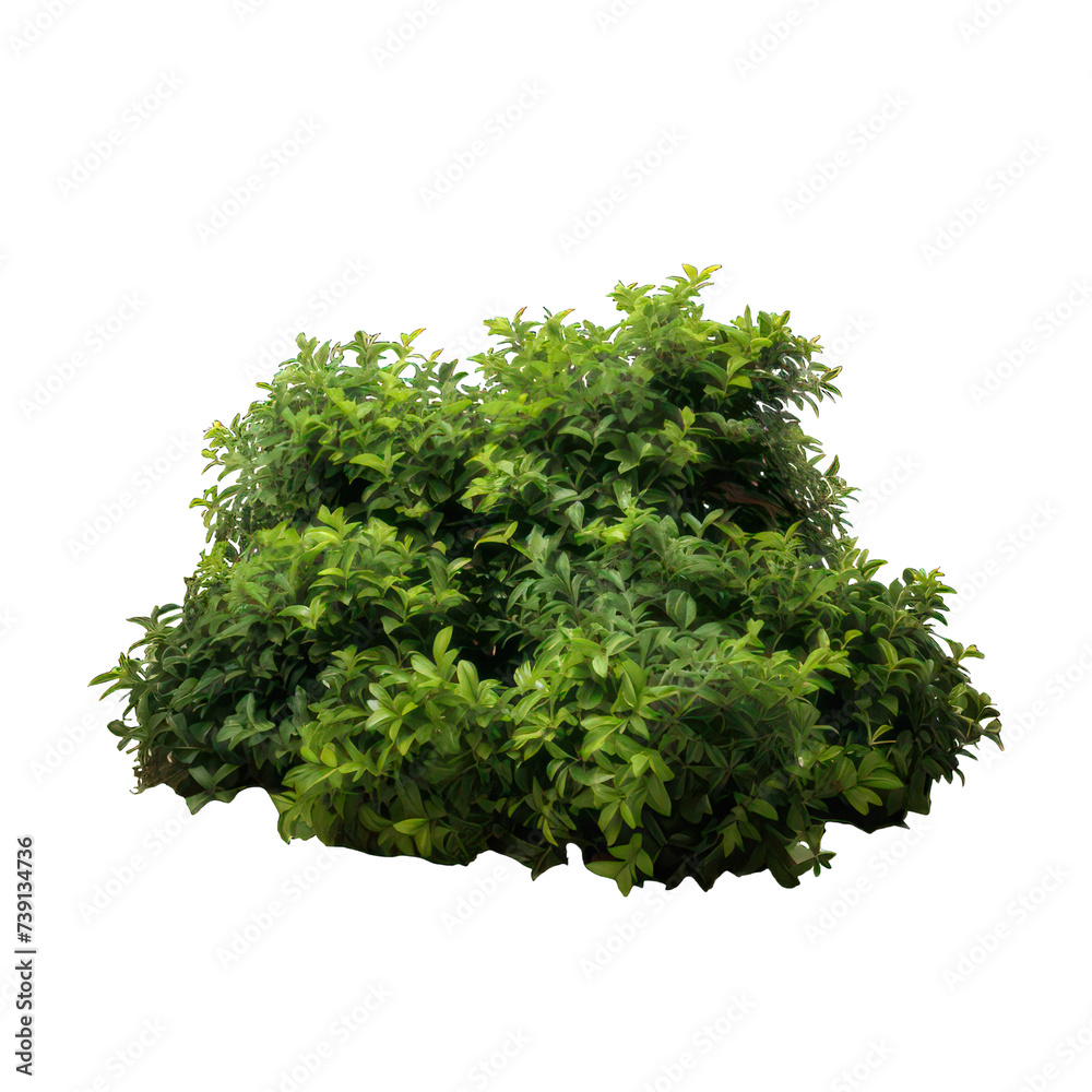 Obraz premium bushes