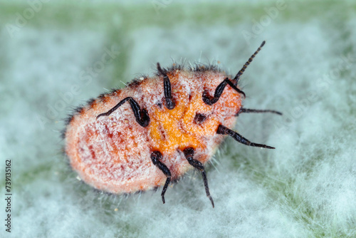 Icerya purchasi (common name: cottony cushion scale) is a scale insect that is pest more than 80 families of plants.