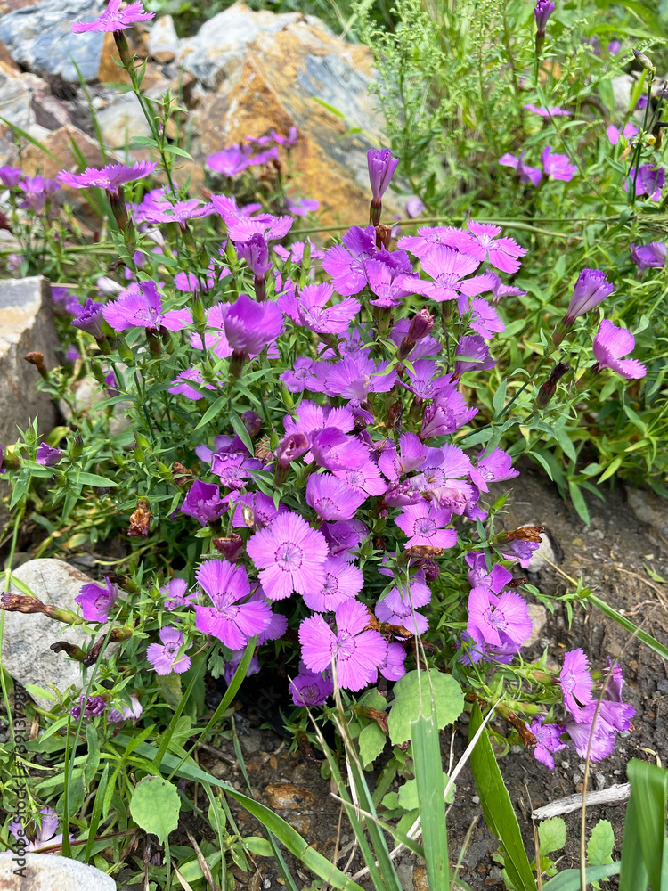 Russia, Vladivostok. Field carnation (Dianthus campestris) blooms on the shore of Patroclus Bay in summer
