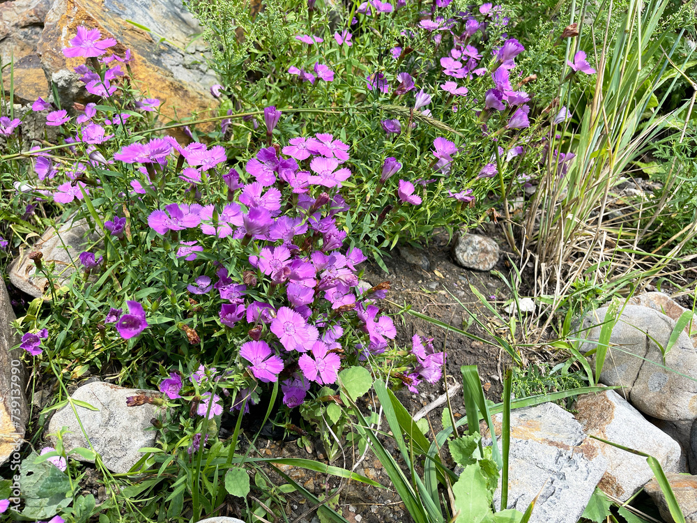 Russia, Vladivostok. Field carnation (Dianthus campestris) blooms on the shore of Patroclus Bay in summer