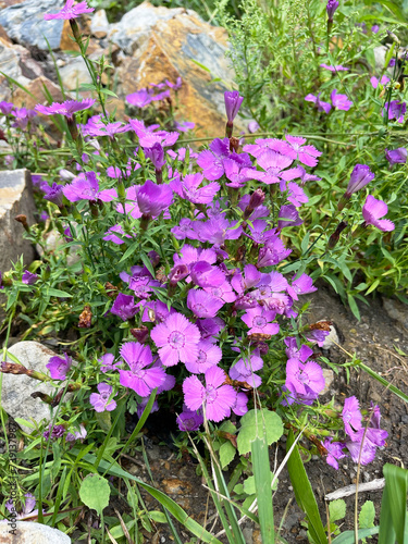 Obraz na płótnie Russia, Vladivostok. Field carnation (Dianthus campestris) blooms on the shore of Patroclus Bay in summer w salonie