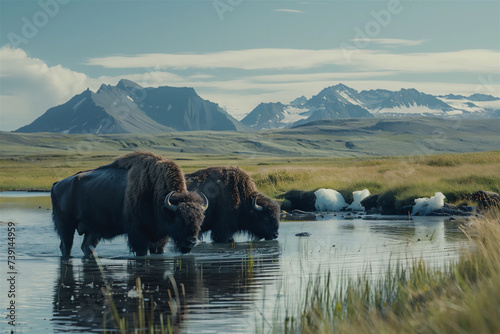 ild buffalo drinking in a river in the savanna