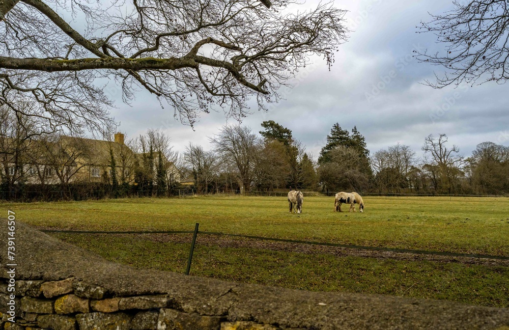 Fototapeta premium horses in the field in English countryside