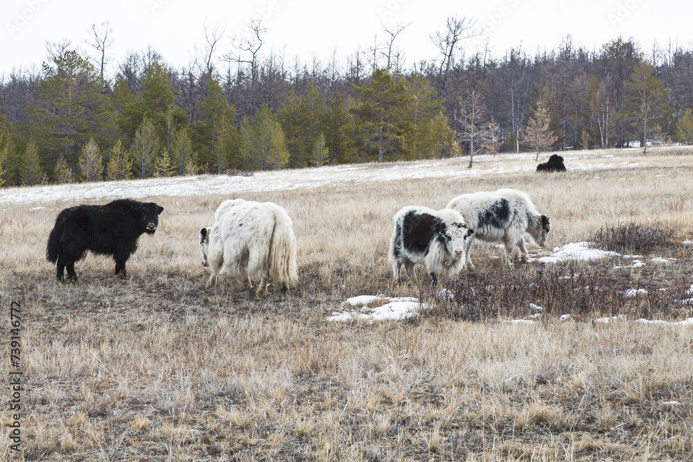 Obraz premium Yaks graze on the island of Olkhon in the winter. Baikal, Irkutsk Region, Russia