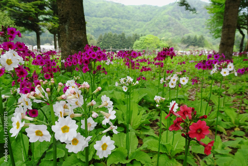 サクラソウ（Primula sieboldii）が群生する風景／日本山梨県富士河口湖町 photo