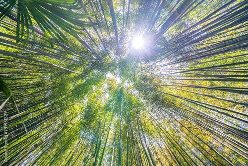 The Bamboo Cevennes, Occitanie, France photo