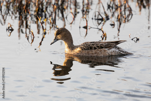 Close-up of a female Eurasian wigeon. Arctic. Russia photo