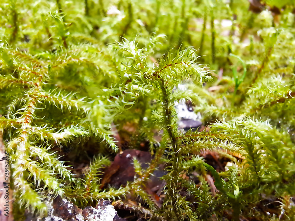 Rhytidiadelphus loreus or lanky moss, little shaggy moss. Close-up photo of Rhytidiadelphus loreus moss growing in the forest