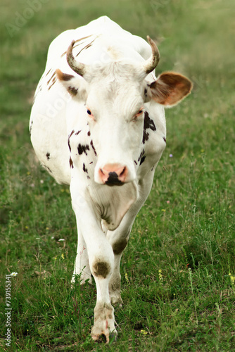 Принти на полотні The cows, gentle and docile mammals, find contentment in the simple pleasure of grazing on the abundant grass