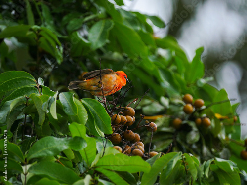 Mauritius Fody bird perching on branch of longan tree 