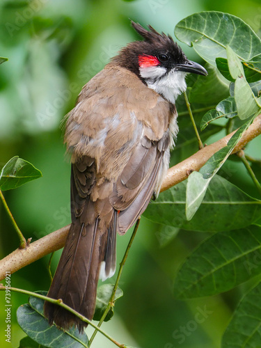 Close-up portrait of a red Whiskered Bulbul bird perching in natural environment 