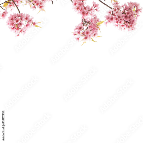 pink cherry blossom flowers border background png