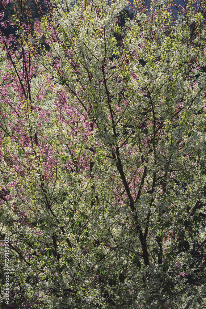 travel in nature concept with pink cherry blossom tree and clear sky in springtime season travel in nature concept with pink cherry blossom tree and clear sky in springtime season