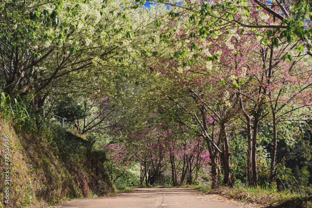 Fototapeta premium travel in nature concept with pink cherry blossom tree and clear sky in springtime season