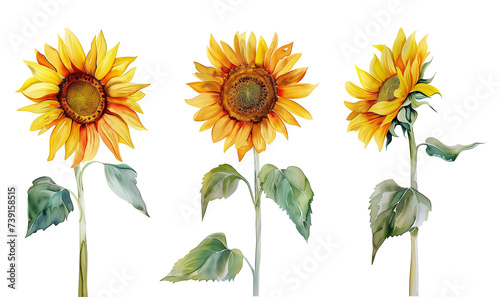 Sunflower Set Watercolor Style Isolated on Transparent Background
 photo
