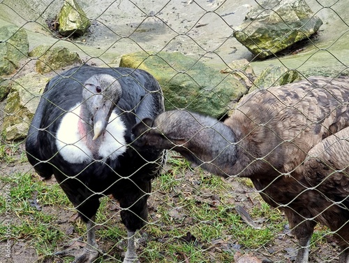 Vultures in a cage © Konrad_elx
