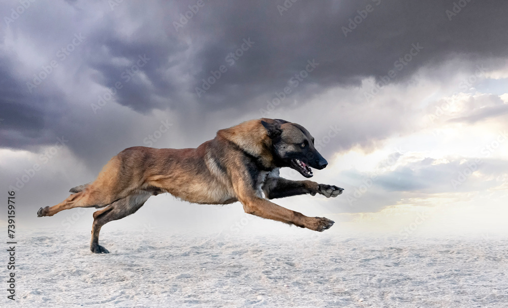 Naklejka premium training of belgian shepherd