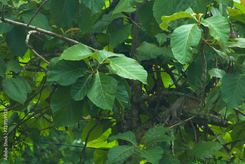 green leaves background