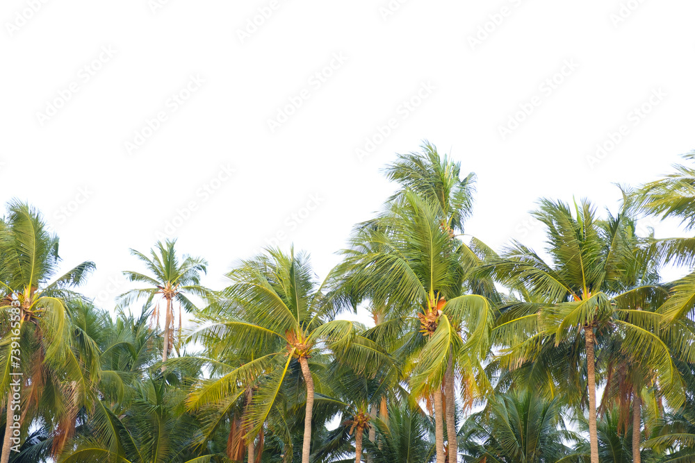 Coconut palm tree with transparent backgroun
