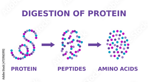 Digestion of protein. Breaking the complex molecule first into peptides then into individual amino acids. The pepsins are enzymes secreted by the stomach that breaks down proteins. Vector illustration photo
