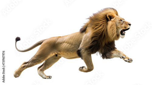 lion running on transparent background photo