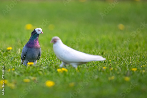Pigeons on the grass  © Janusz