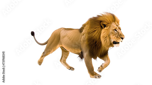 lion running on transparent background