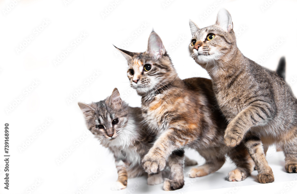 Three cats on a white background. Pets - cute fluffy cats isolated on a white background. Allergy to cat fur. Cute animals, fluffy cats with short hair.
