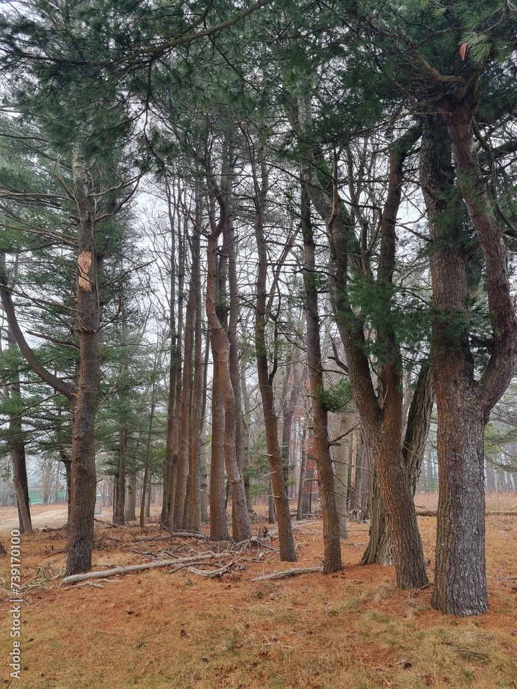 Fototapeta premium Foggy pine forest