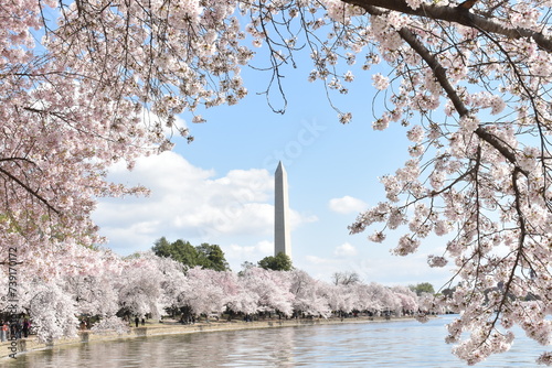 Cherry blossom in DC photo