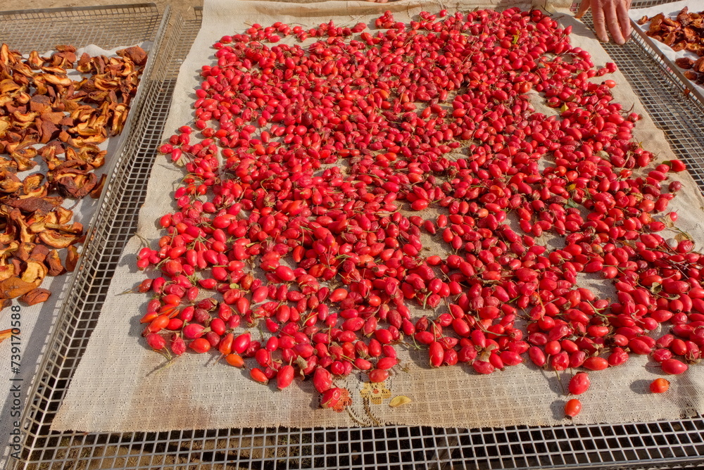 The red rose hips are drying in the sun