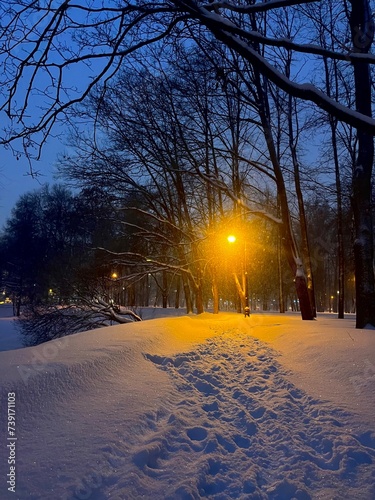 Winter night park with illumination, snowy alley, romantic atmosphere © Oksana