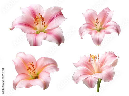 Pink flowers icon set, 3D render style, isolated on white or transparent background.