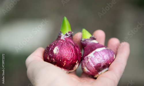 planting flower bulbs in spring