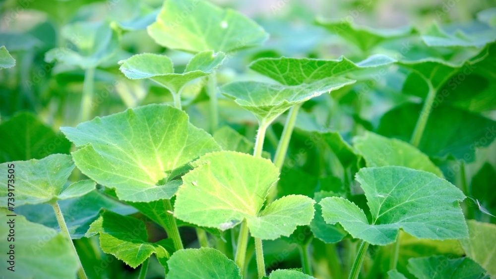Close up pumpkin leaves in the vegetable garden. Natural background. Close up pumpkin leaves in the vegetable garden. Natural background.