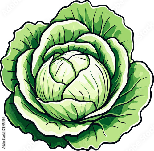 Illustration of a cabbage on a gray background. Vector illustration.