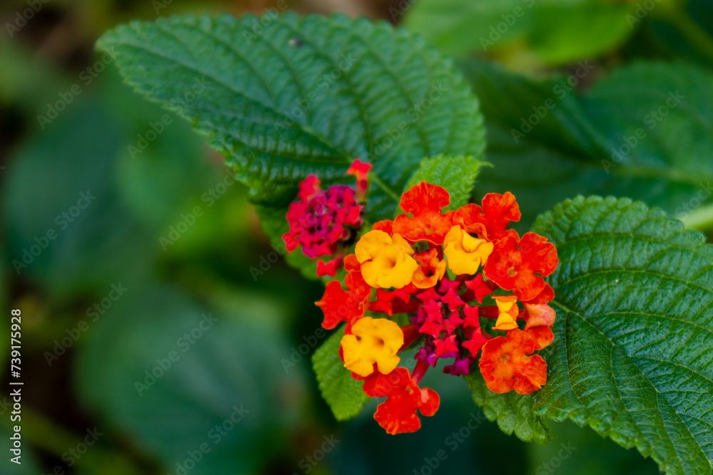 red and yellow flowers in the garden red and yellow flowers in the garden