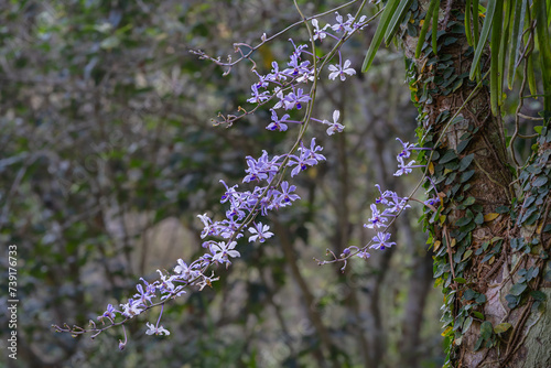 Closeup view of bright purple blue flowers of wild epiphytic tropical orchid species vanda coerulescens isolated outdoors on natural background