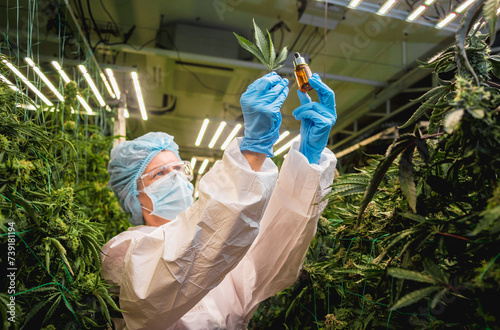 Female researcher examine cannabis oil in a greenhouse.