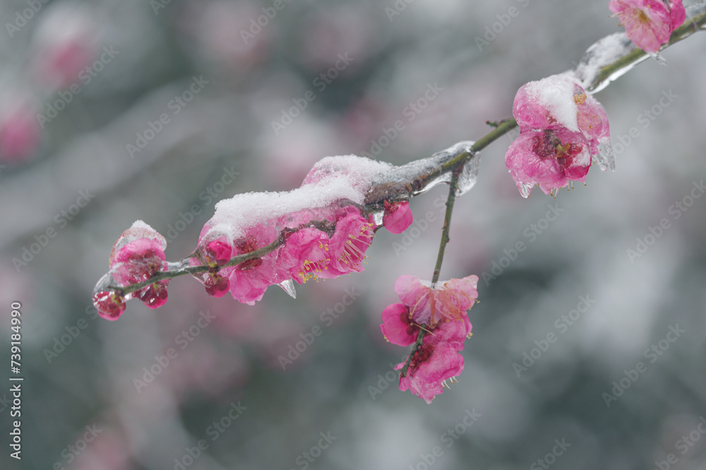 Plum blossoms are in full bloom in the snow at the East Lake Plum Garden in Wuhan Plum blossoms are in full bloom in the snow at the East Lake Plum Garden in Wuhan