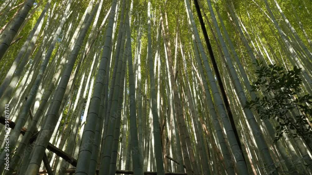 bamboo trees and sunshine with green in nature, Japanese jungle with leaves and lens flare. bamboo trees and sunshine with green in nature, Japanese jungle with leaves and lens flare.